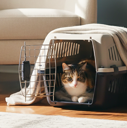Chat dans sa caisse de transport