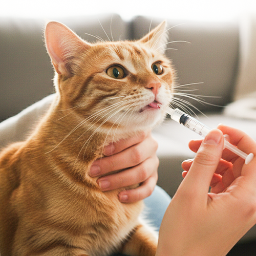 Chat prenant un traitement à la seringue