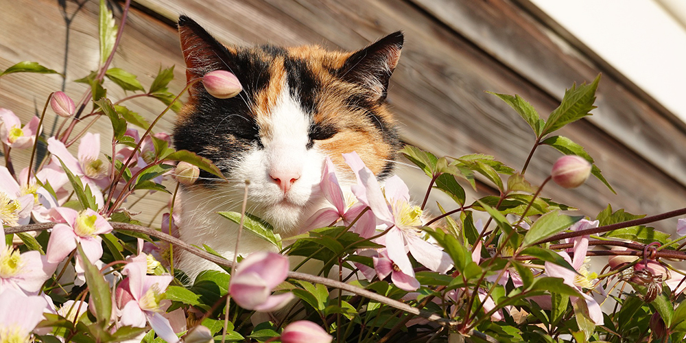 Chat qui dort dans les fleurs Respets