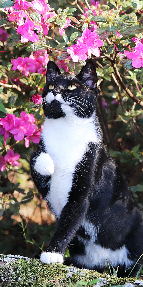 Chat qui regarde les fleurs Respets