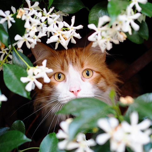 Chat caché dans les fleurs Respets