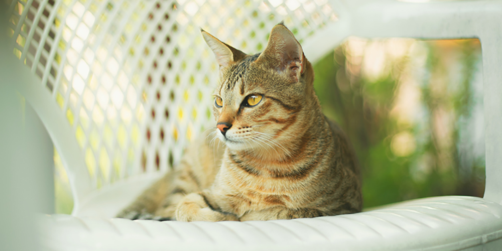 Chat couché sur une chaise de jardin Respets