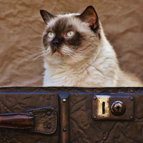 Chat dans une valise Respets