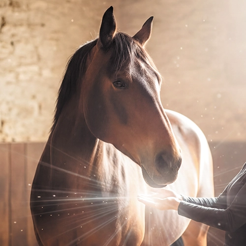 Cheval en séance de soins énergétiques et communication animale