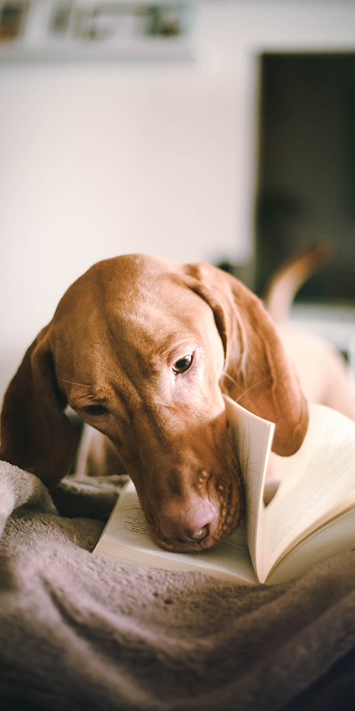 Chien avec la truffe dans un livre Respets