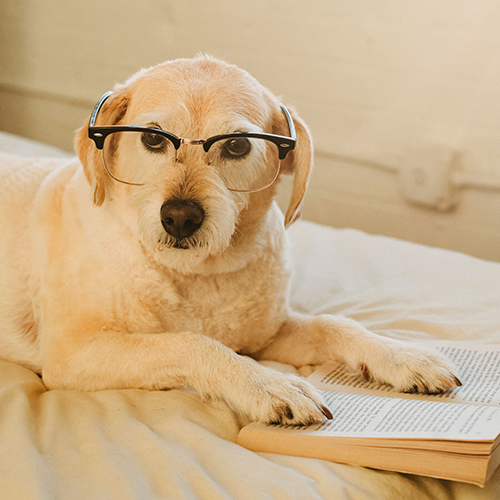 Chien avec des lunettes et un livre Respets