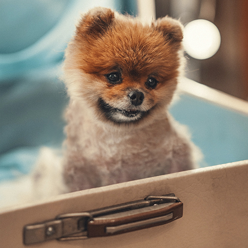 Petit chien dans une valise Respets