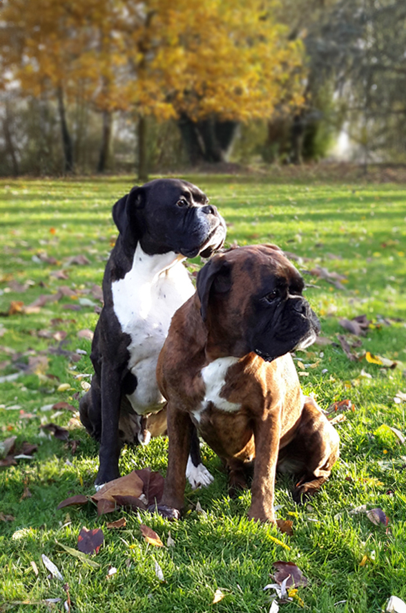 Franklin et Fantasy Boxer