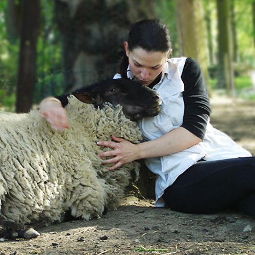 Happy le mouton Respets