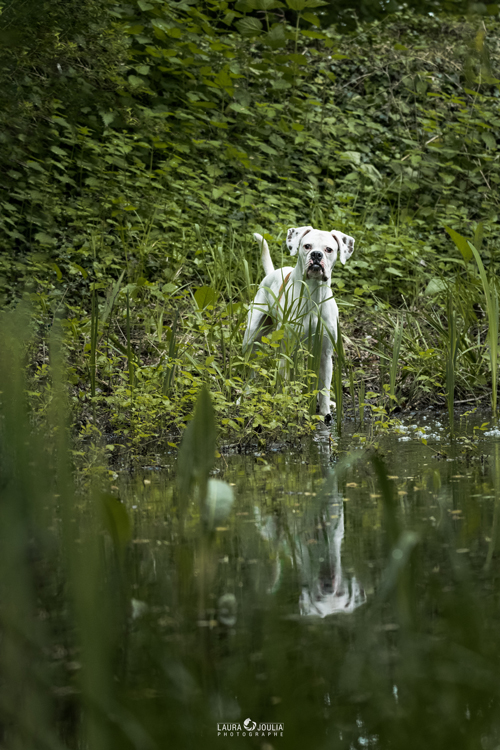 Melchior boxer blanc