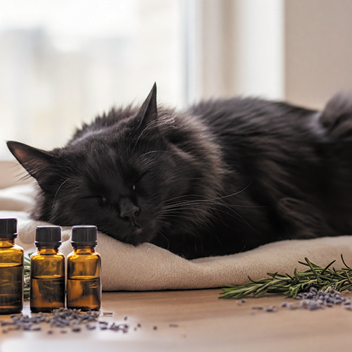 Un chat noir paisiblement couché en séance