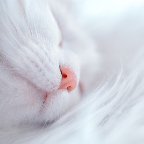 Chat caché dans les fleurs Respets