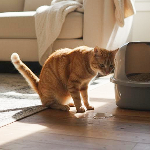 Chat qui a fait pipi à côté de la litière