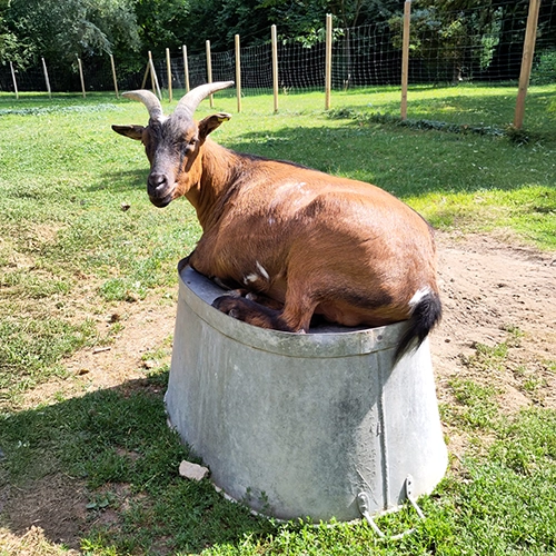 Jules le bouc