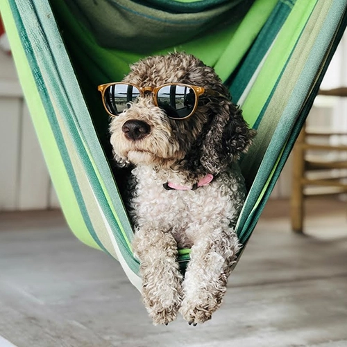 chien avec des lunettes de soleil dans un hamac